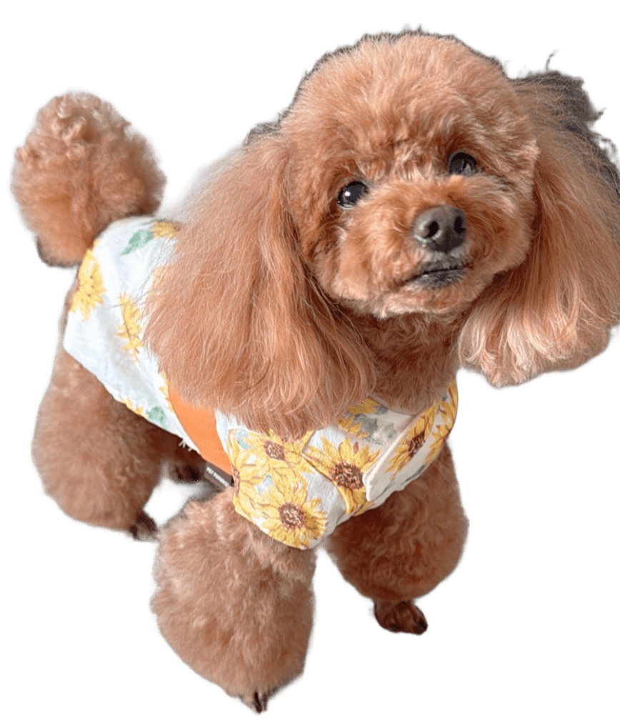 M's Asset Partnersの看板犬